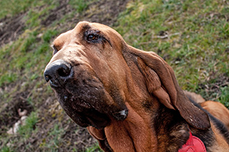 A lógó fülű kutyák hallójárat megbetege- dései