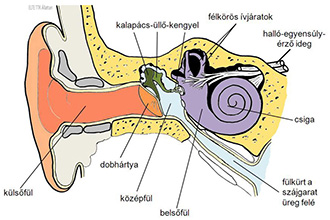A külső hallójárat következményei