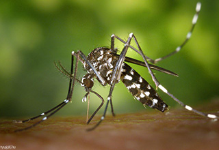 Az állatokat is gyötrik a szúnyogok
